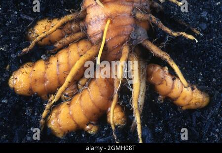 EXPOSED DEVELOPING TUMERIC RHIZOMES (CUCUMA LONGA) IN GARDEN SOIL. Stock Photo