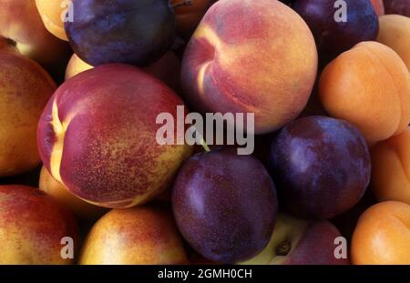FRUIT BOWL OF ASSORTED STONE FRUIT (RED PLUMS, NECTARINES, PEACHES AND APRICOTS). Stock Photo