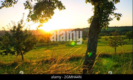 Sunset in Saarland on a meadow with trees and view into the valley. a warm light mood in orange, red and gold Stock Photo