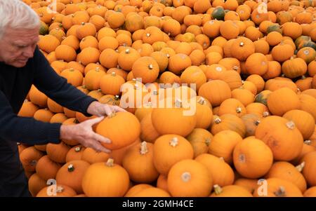 Pumpkins are stacked at Oakley Farms near Wisbech in Cambridgeshire, where the seasonal vegetable is grown for British supermarkets including Tesco, who are anticipating demand to be very strong this year following the disappointment of Halloween parties being cancelled in 2020 due to lockdown. Picture date: Friday September 17, 2021. Stock Photo