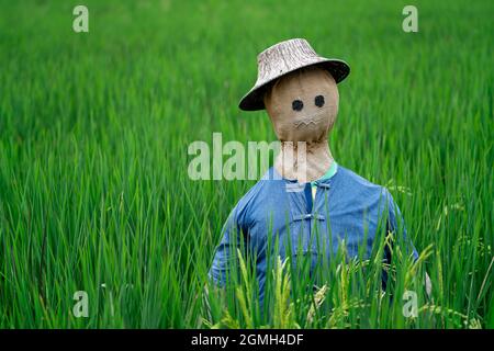 Scarecrow in an urban organic riceberry field, Bangkok, Thailand, South East Asia. Stock Photo