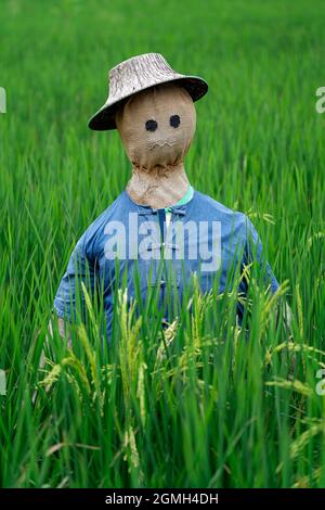 Scarecrow in an urban organic riceberry field, Bangkok, Thailand, South East Asia. Stock Photo