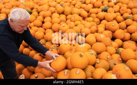 Pumpkins are stacked at Oakley Farms near Wisbech in Cambridgeshire, where the seasonal vegetable is grown for British supermarkets including Tesco, who are anticipating demand to be very strong this year following the disappointment of Halloween parties being cancelled in 2020 due to lockdown. Picture date: Friday September 17, 2021. Stock Photo