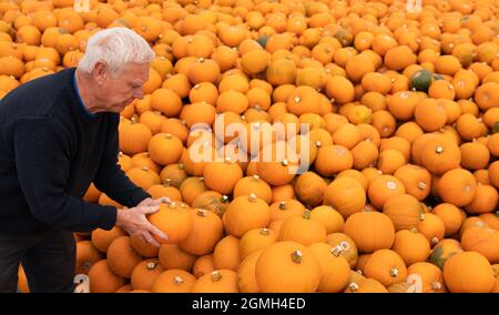 Pumpkins are stacked at Oakley Farms near Wisbech in Cambridgeshire, where the seasonal vegetable is grown for British supermarkets including Tesco, who are anticipating demand to be very strong this year following the disappointment of Halloween parties being cancelled in 2020 due to lockdown. Picture date: Friday September 17, 2021. Stock Photo