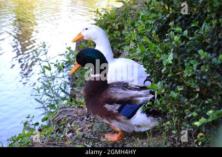 Drake Mallard and White Pekin Duck Sunbathing by the Lake Stock Photo