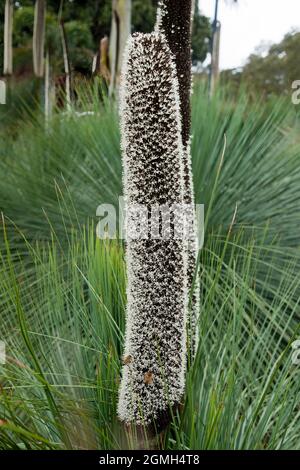 Sydney Australia, flowering native xanthorrhoea media or Grass Tree Stock Photo