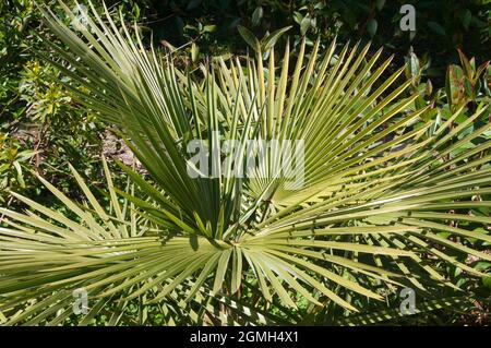 Sydney Australia, leaves of a livistona muelleri or northern cabbage palm in the sunshine Stock Photo