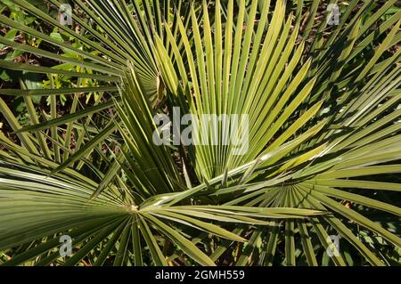 Sydney Australia, leaves of a livistona muelleri or northern cabbage palm in the sunshine Stock Photo