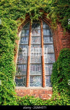 gothic church window in Darłowo. brick wall overgrown with climbers. red color and green as opposing. The window is filled with a beautiful stained gl Stock Photo