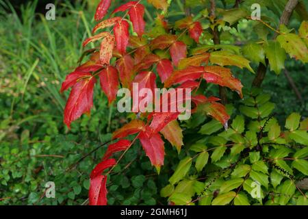 Mahonia japonica autumn winter foliage - evergreen garden shrub winter flowering Stock Photo