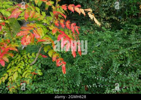 Mahonia japonica in autumn winter with reddening foliage and copy space Stock Photo