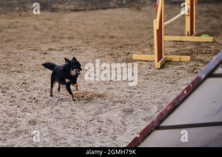 Agility competitions, sports with dog to improve contact between pet and person. Black long haired toy terrier quickly runs through sand with mad face Stock Photo