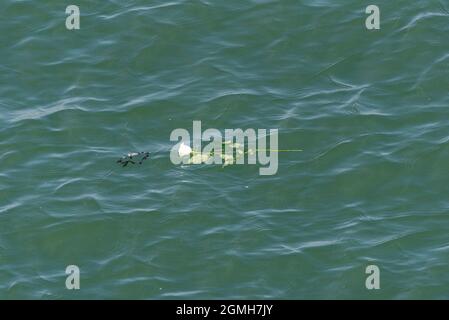 A white rose floating in the sea, with seaweed. Tribute concept, lost at sea. Off Southend Pier Stock Photo