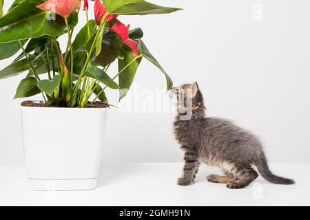 Cute gray kitten plays with the branches of an flower Anthurium on a white background. Stock Photo