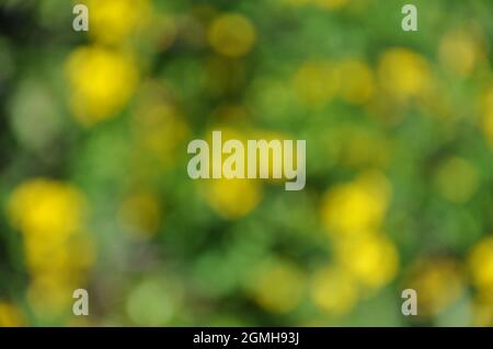 Abstract summer background green yellow sunny bokeh blurred.abstract bokeh background natural green color.Bokeh blur green background Water reflection. Stock Photo