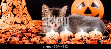 A sinister witch cat looks at the candles in the form of a pumpkin. Halloween long banner and animal Stock Photo