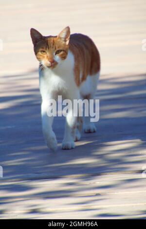 ginger cat walking Stock Photo