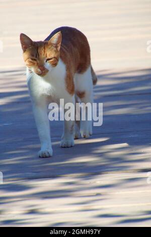 ginger cat walking Stock Photo
