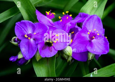 Bumble bee in Tradescantia x andersoniana 'Isis' Stock Photo