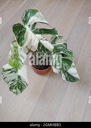 Monstera albo borsigiana or variegated monstera, full plant in a planter on a wooden floor. Rare and expensive plant. Stock Photo