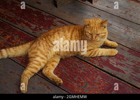 The red, handsome, striped cat lies on the wooden floor close-up. Stock Photo