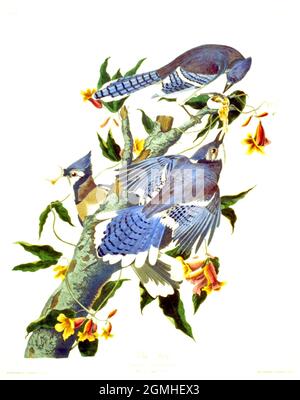 John James Audubon - American Birds - Blue Jay Stock Photo