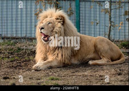 Rare and endangered species of white lions, the zoo and animal life in it, the king. Stock Photo