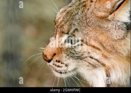 Turkestan lynx in the zoo, a beautiful predator, captivity. Stock Photo