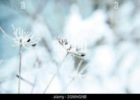 Abstract background with branches of dry meadow flowers and dandelion. Blurry background Stock Photo