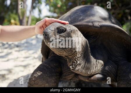 Close-up view of human hand stroking Aldabra giant tortoise on head, Seychelles. Stock Photo