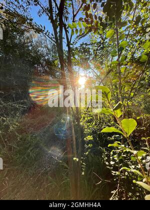 sun streaming through trees in a forested area Stock Photo