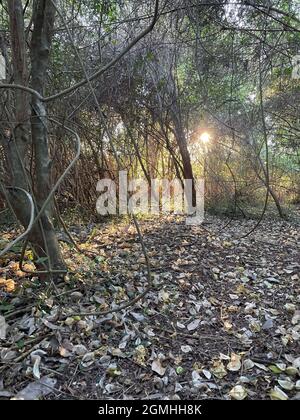 sun streaming through trees in a bushy forest area. Stock Photo