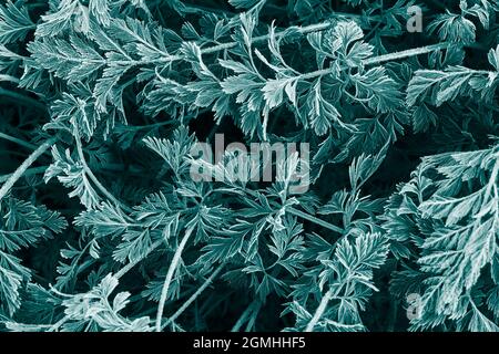 Carrot tops with morning frost. Toned image. Abstract vegetable background Stock Photo