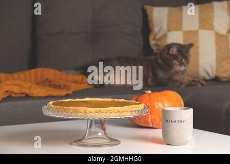 Pumpkin pie with Pumpkin and Concrete candlestick on table in living room next to sofa with gray cat among pillows and blanket. Stock Photo