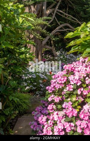 Steps leading down into a woodland hydrangea garden with mophead and lacecap varieties under a Monterey Cyprus tree Stock Photo
