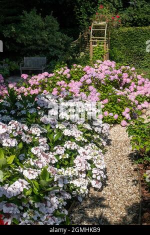 Lacecap hydrangea Teller White in the foreground within a woodland garden under a Monterey Cyprus tree Stock Photo