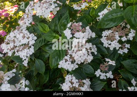 Hydrangea macrophylla - Lanarth White, a lacecap variety Stock Photo