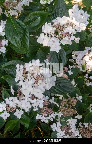Hydrangea macrophylla - Lanarth White, a lacecap variety Stock Photo