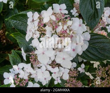 Hydrangea macrophylla - Lanarth White, a lacecap variety Stock Photo