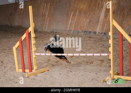 Agility competitions, sports with dog to improve contact between pet and person. Black and tan long haired toy terrier jumps high over training barrie Stock Photo