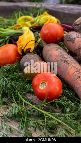 Fresh organic vegetables from the garden close-up on a wooden background, beetroot and carrot with tops and pumpkin flowers and red tomatoes Stock Photo