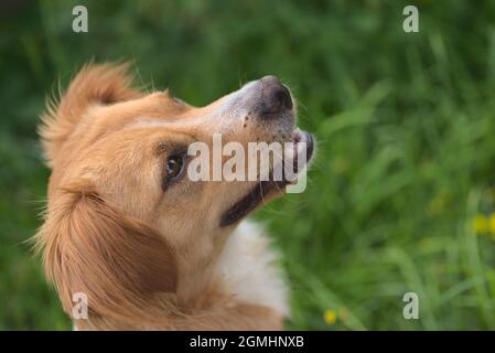 Dog goes for a walk with mistress on the river and plays in the meadow Stock Photo