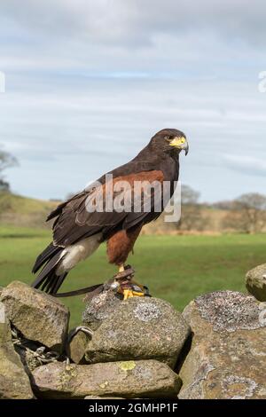 Harris hawk (Parabuteo unicinctus), captive falconry bird, Cumbria, UK Stock Photo