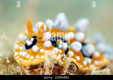 Ocellated Wart Slug (Phyllidia ocellata). Triton Bay, West Papua, Indonesia Stock Photo