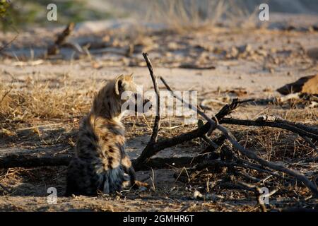 Young Spotted Hyena (Crocuta crocuta) Sitting on the Ground. Kruger Park, South Africa Stock Photo