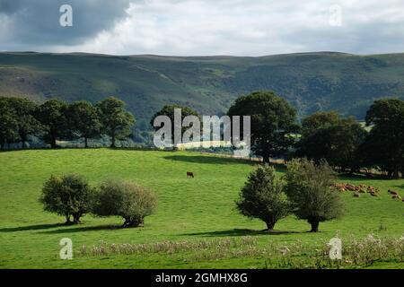 Lush farmland below Pant-y-llyn Hill, Epynt Mynd, near Builth Wells, Powys, Wales, UK Stock Photo