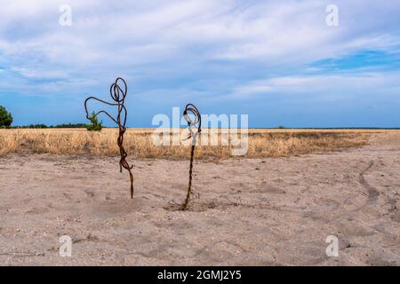 Lieberose, the largest desert in Germany, in the Spreewald near Cottbus in the state of Brandenburg Stock Photo