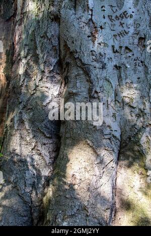 Arborglyphs on Cromwell's Beech, a huge old beech tree in Wythenshawe Park, Manchester, UK Stock Photo