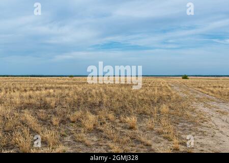 Lieberose, the largest desert in Germany, in the Spreewald near Cottbus in the state of Brandenburg Stock Photo