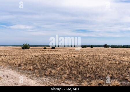 Lieberose, the largest desert in Germany, in the Spreewald near Cottbus in the state of Brandenburg Stock Photo